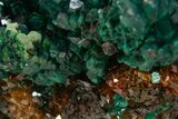 Dioptase Crystal Cluster on Quartz - Sanda, Congo #335202-1